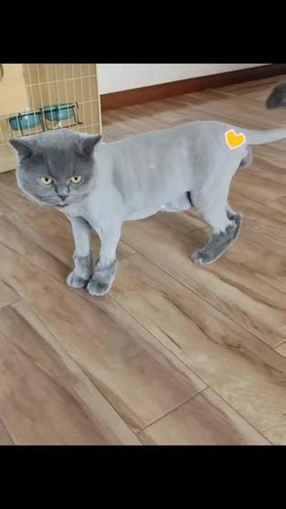 蓝猫掉了一块毛什么原因