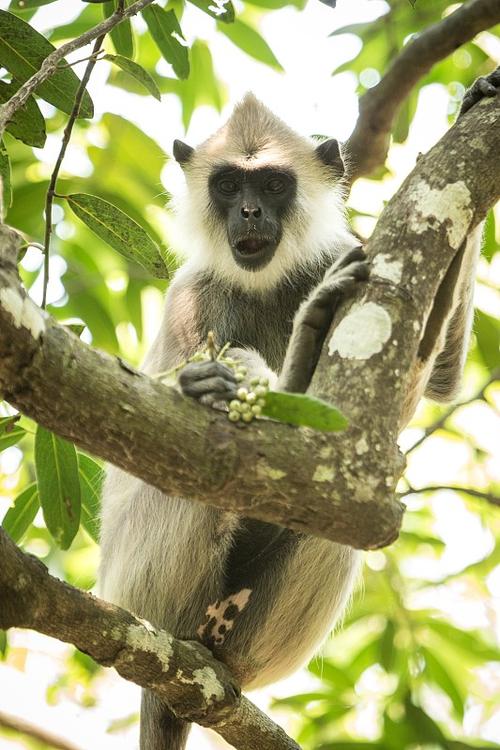 monkey在外国的含义