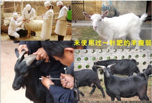 新一针肥生命元