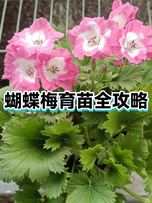 蝴蝶梅