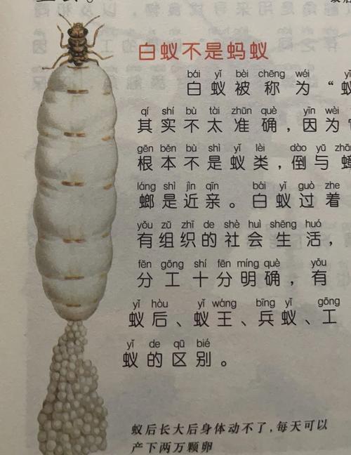 蚂蚁属于害虫吗