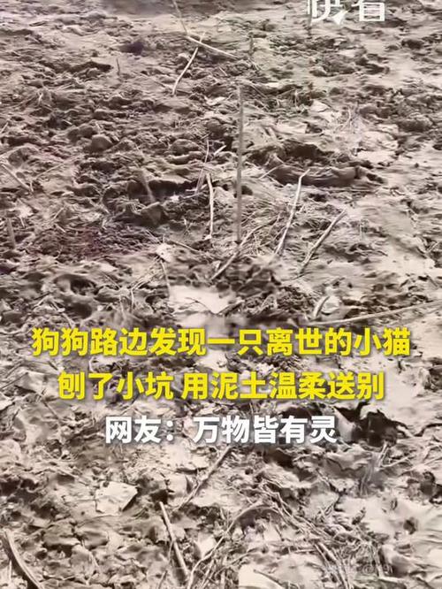 狗狗发现离世小猫刨坑送别
