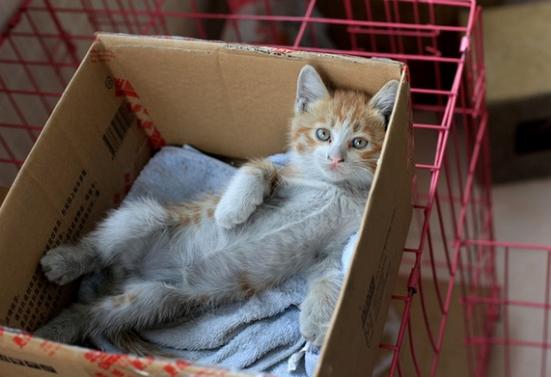 猫为什么喜欢钻纸盒子