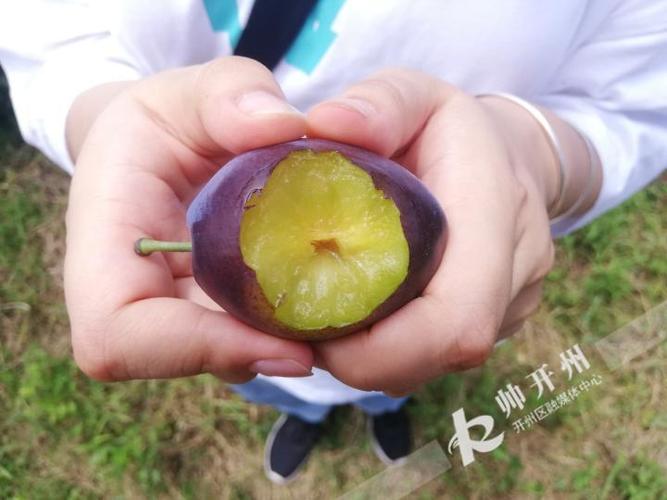 西梅新闻app官网
