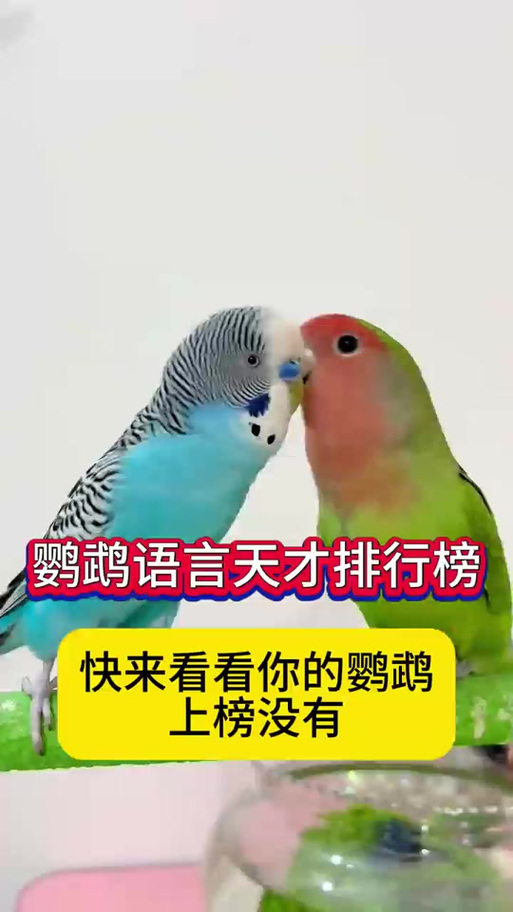 别害怕用鹦鹉的语言怎么说视频讲解