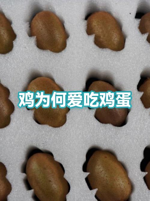 鸡吃鸡蛋是什么原因游戏截图