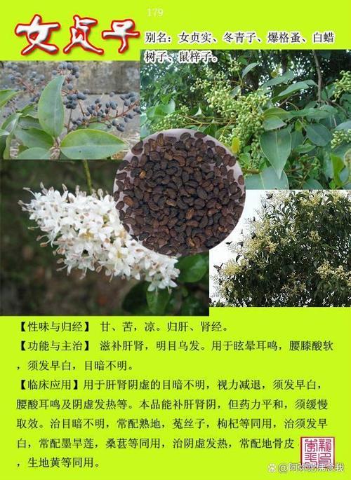 中草药女贞子的功效与作用