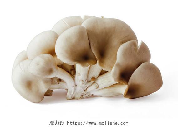 一颗颗蘑菇还是一个个蘑菇