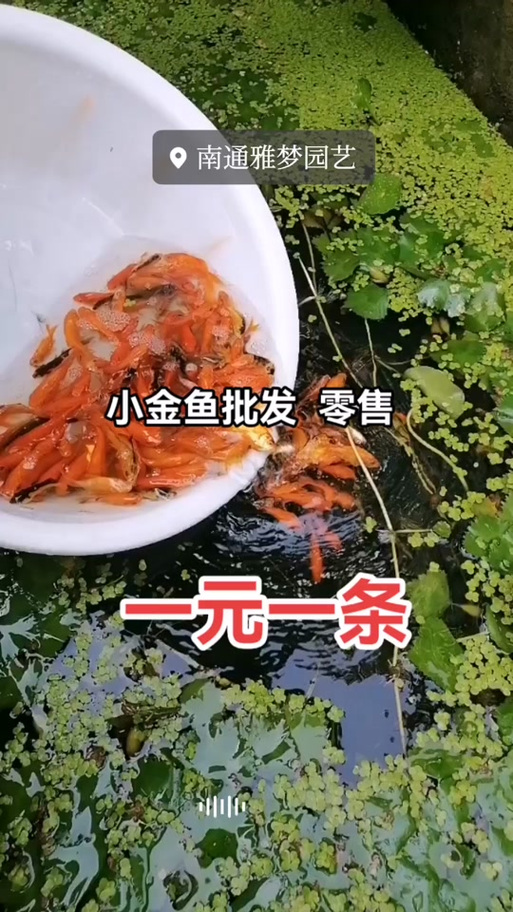 一元的小金鱼能长大吗