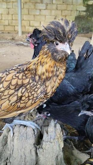 正宗帽子鸡图片