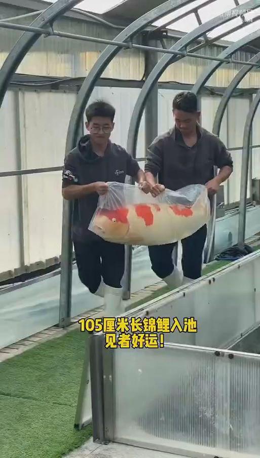 锦鲤鱼最大能长多大