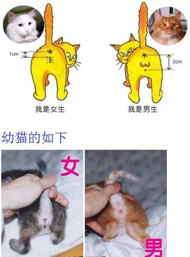 猫咪养公的还是母的