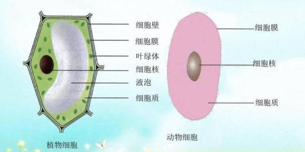 哪种生物没有细胞结构?