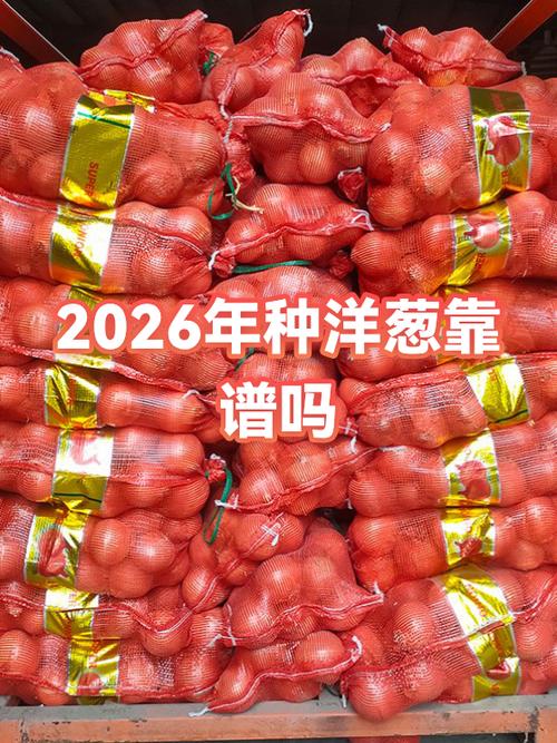 洋葱平台靠谱吗