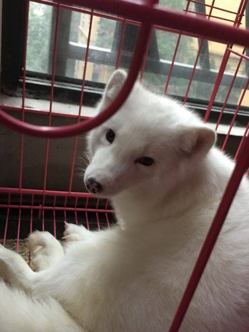 养狐狸当宠物