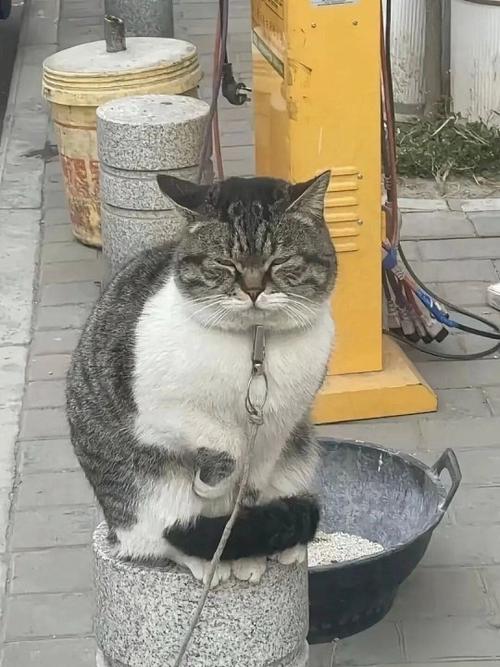 猫长期被拴会怎样截图