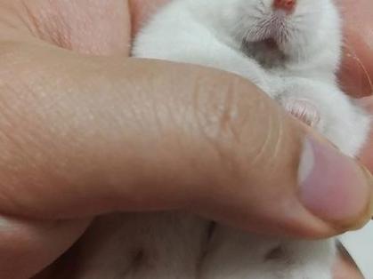 摸仓鼠为什么会叫