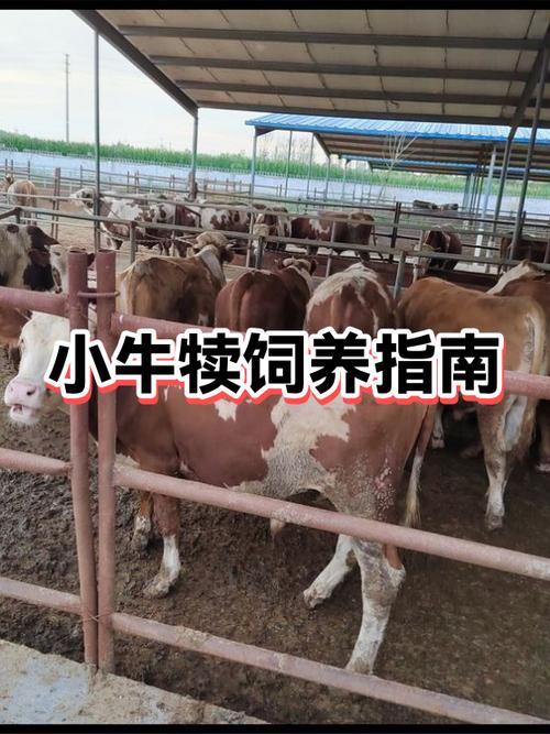 一头牛一年下几个牛犊