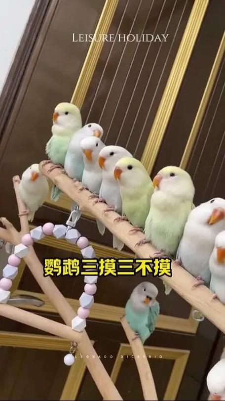 虎皮鹦鹉摸身体咬手缩略图