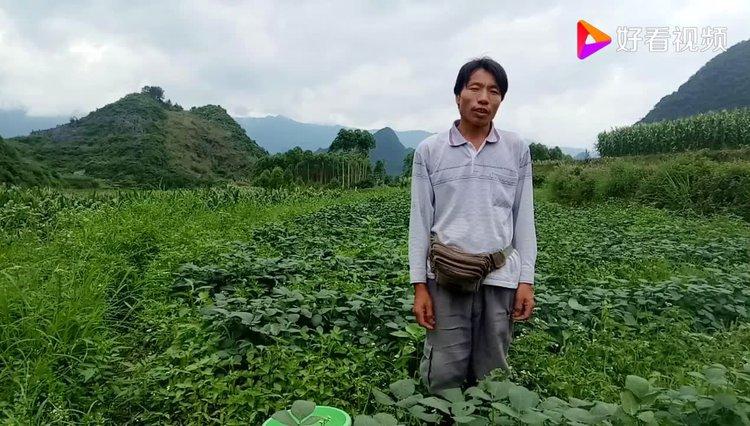 摘毛豆日记200字