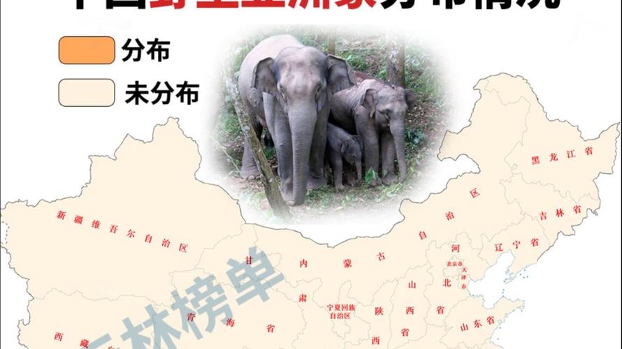 我国野生大象数量