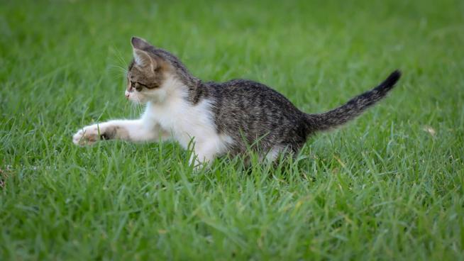 猫咪合集