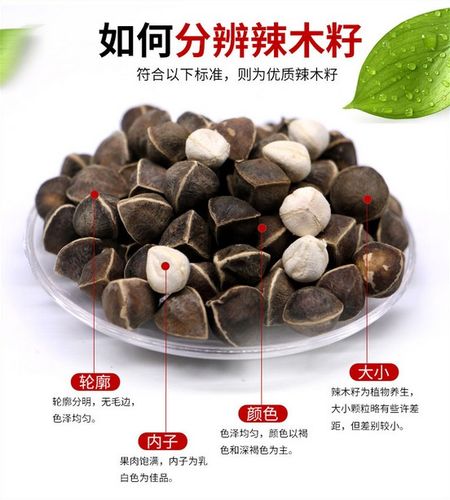 辣木籽主治啥病
