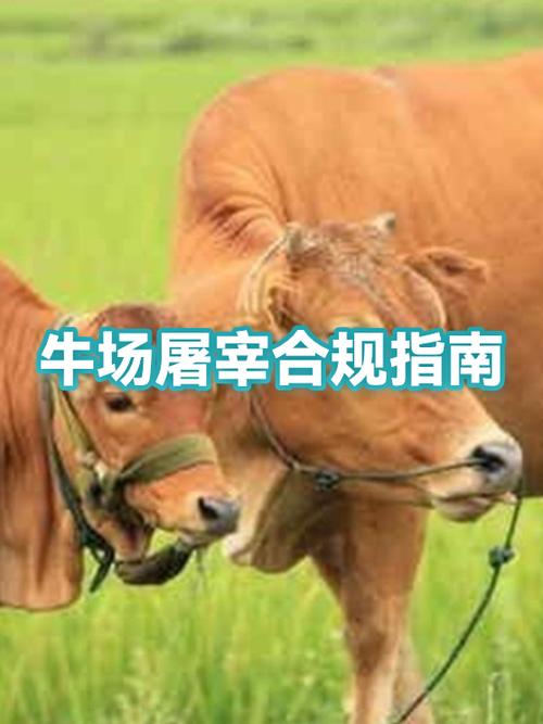 屠宰场杀牛全过程