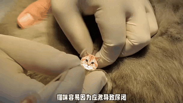 养猫能赚钱吗现在