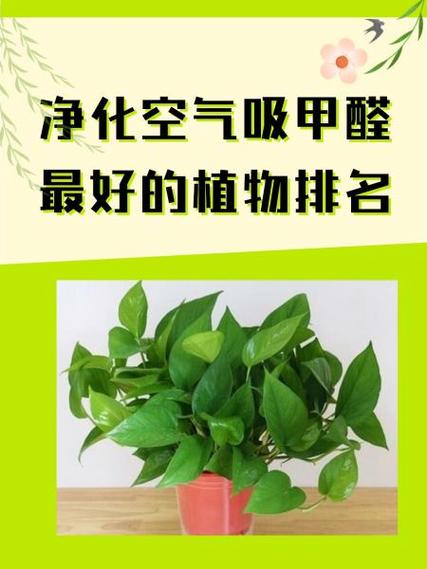 吸甲醛的绿色植物有哪些