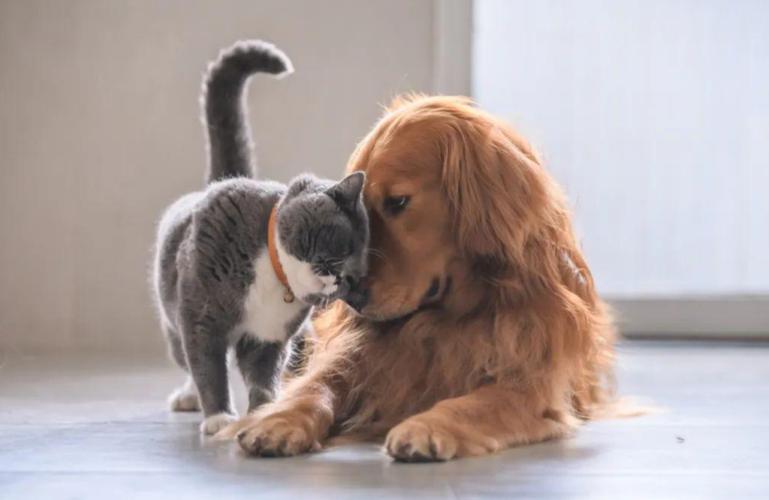 狗狗猫猫一起玩