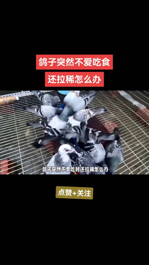 鸽子吃食不消化最好的解决办法