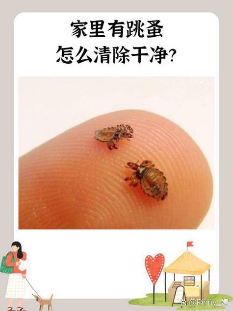 家有跳蚤如何消灭