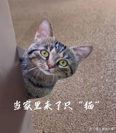 花猫画质助手9.5缩略图