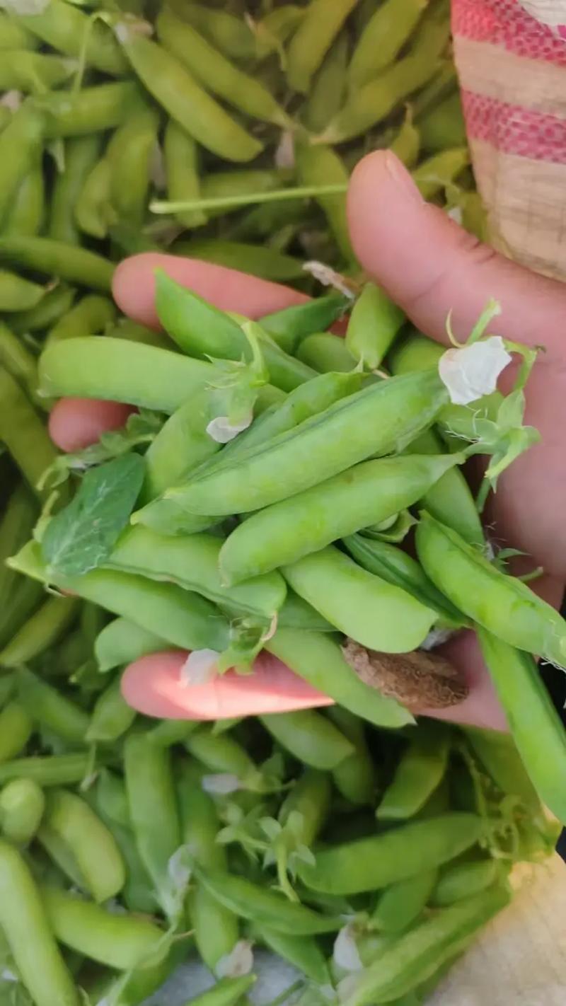 豌豆荚K73