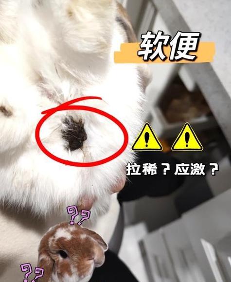 奄奄一息的兔子怎么救