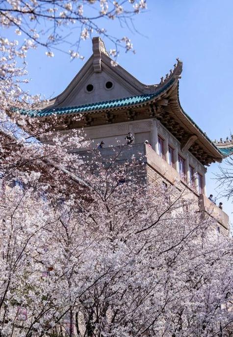 4月初武汉还有樱花吗