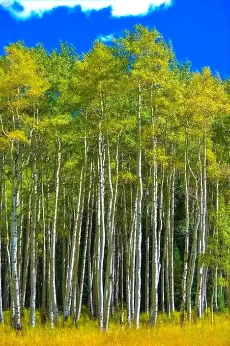 小白杨歌词 阎维文截图