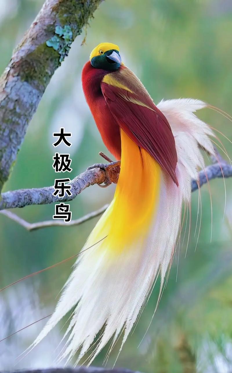 漫画家极乐鸟今年多少岁图标