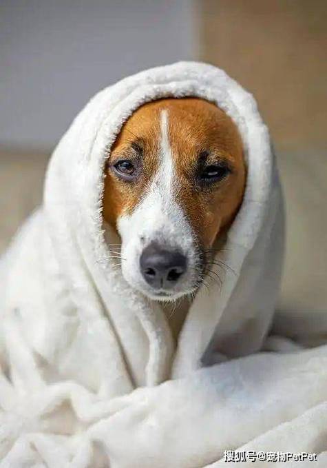 狗狗像冷一样哆嗦