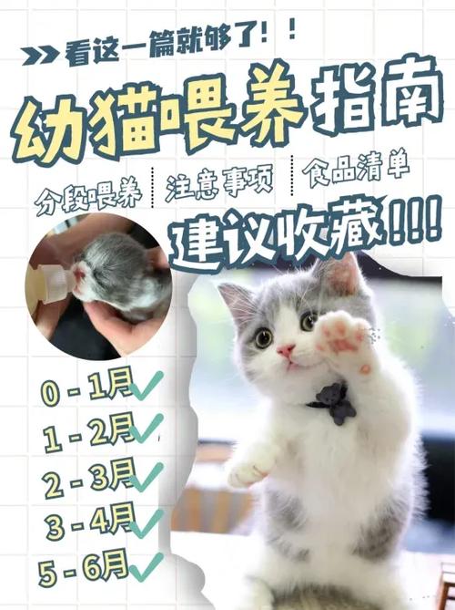 猫怎么喂