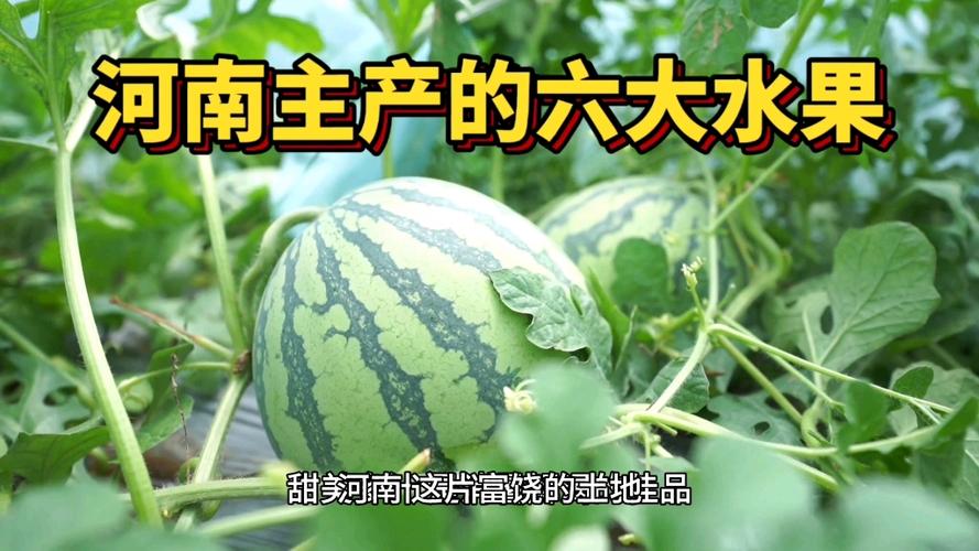 河南水果大王