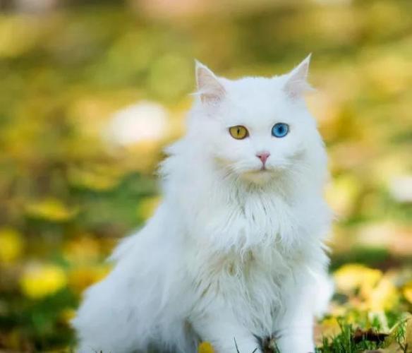 家养猫放出去能生存吗