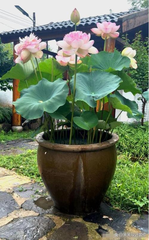水缸养荷花大忌