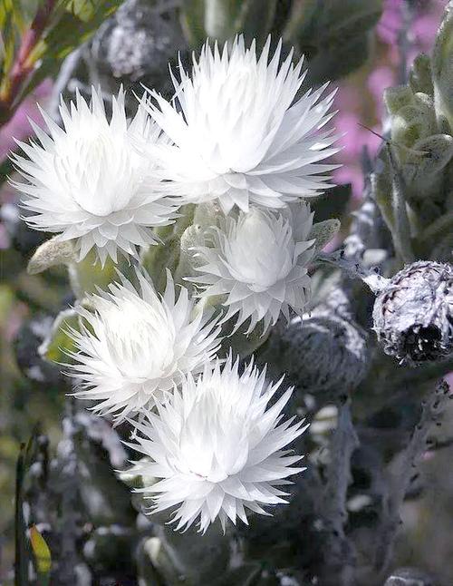 雪绒花植物