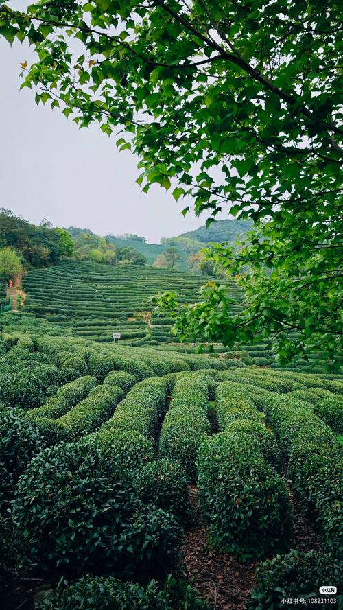 茶香百草红包版茶园