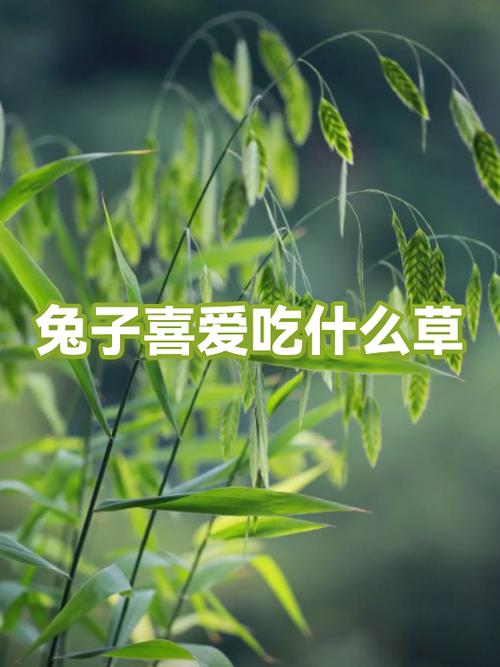 兔子吃什么草最有营养长得快