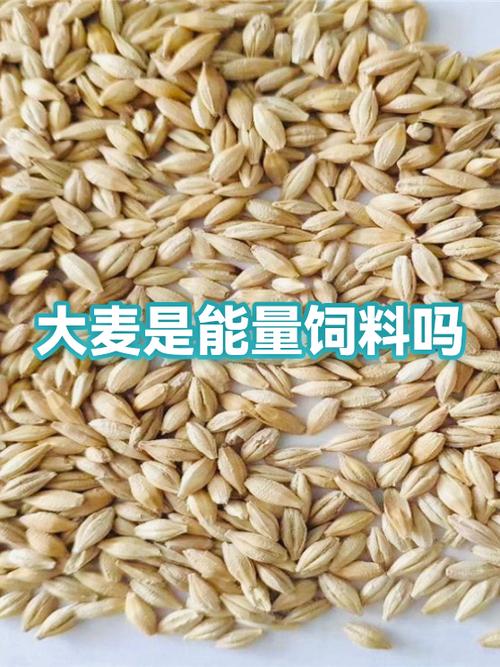 大麦可以根据订单号查座位吗