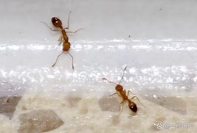 法老蚁的蚁后是啥样子