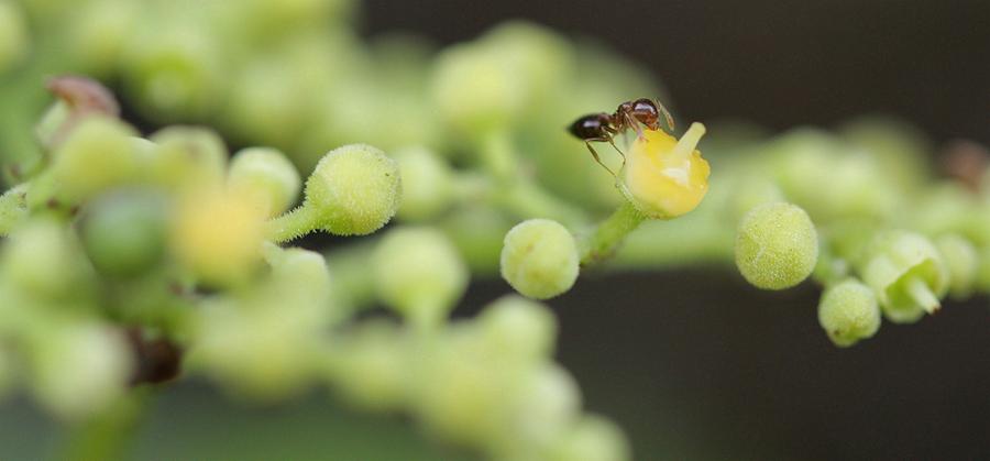 甜瓜游乐场虫虫汉化自带模组